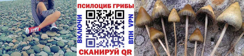 цена наркотик mega tor Псилоцибиновые грибы ЛСД Стародуб